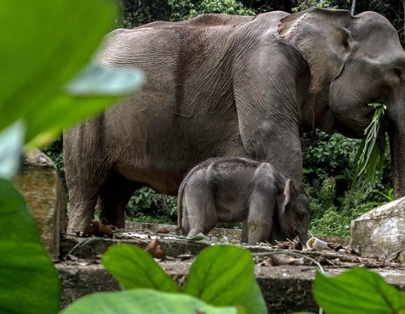 Penangkaran Gajah Sumatera di Tangkahan