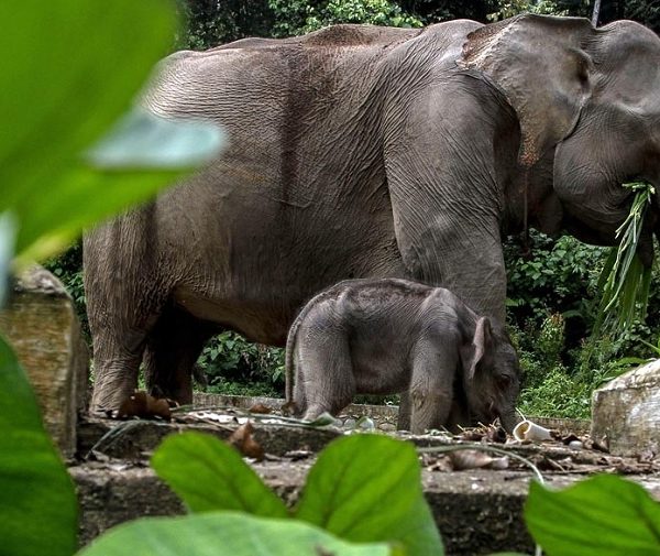 Penangkaran Gajah Sumatera di Tangkahan