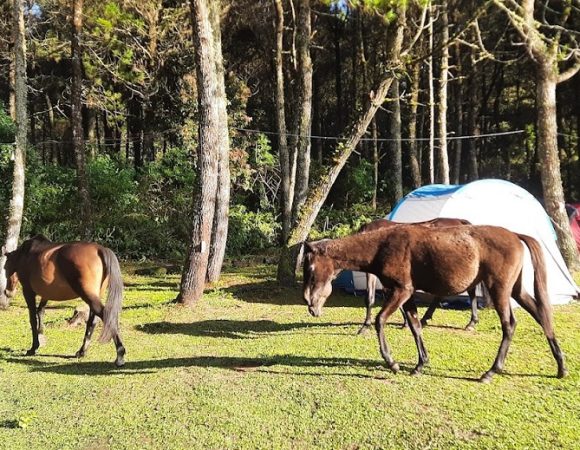 Dunia Koboi di Jungle Milk Lembang